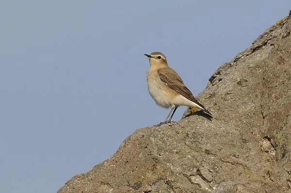 Northern Wheatear (Oenanthe oenanthe) adult female, standing on rock, Lemnos, Greece, April