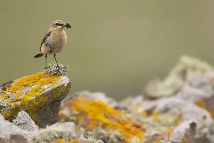 Framed Print : Northern Wheatear (Oenanthe oenanthe) adult female, with insects in beak, perched on lichen covered drystone wall, Shetland Islands, Scotland, june Framed Print : Northern Wheatear (Oenanthe oenanthe) adult female, with insects in beak, perched on lichen covered drystone wall, Shetland Islands, Scotland, june
