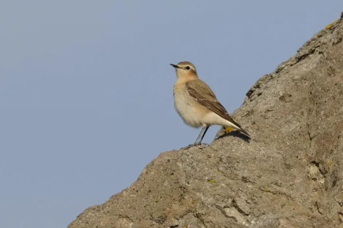 Framed Print : Northern Wheatear (Oenanthe oenanthe) adult female, standing on rock, Lemnos, Greece, April Framed Print : Northern Wheatear (Oenanthe oenanthe) adult female, standing on rock, Lemnos, Greece, April