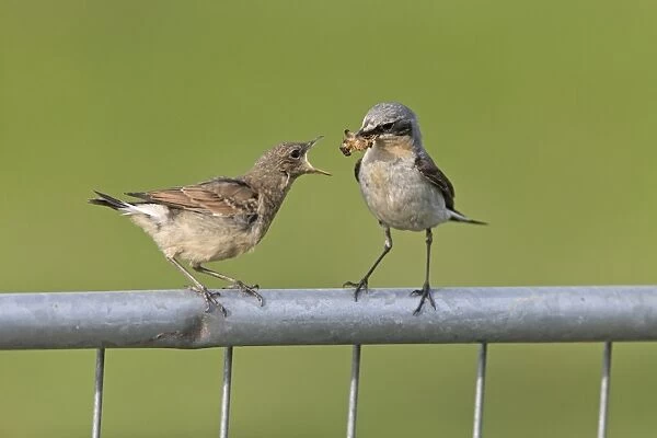 Northern Wheatear (Oenanthe oenanthe) adult male, breeding plumage, feeding moth to juvenile, perched on metal gate