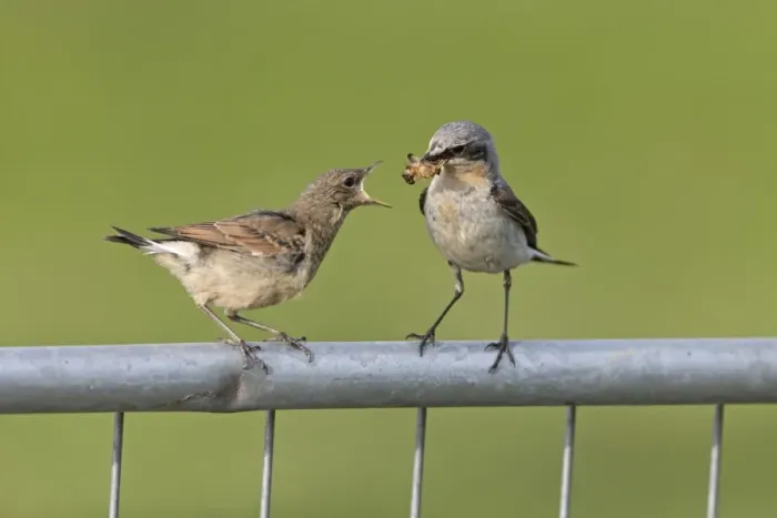 Framed Print : Northern Wheatear (Oenanthe oenanthe) adult male, breeding plumage, feeding moth to juvenile, perched on metal gate Framed Print : Northern Wheatear (Oenanthe oenanthe) adult male, breeding plumage, feeding moth to juvenile, perched on metal gate