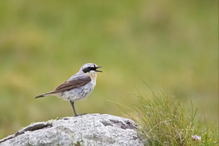 Framed Print : Northern Wheatear (Oenanthe oenanthe) adult male, calling, perched on rock, Shetland Islands, Scotland, june Framed Print : Northern Wheatear (Oenanthe oenanthe) adult male, calling, perched on rock, Shetland Islands, Scotland, june