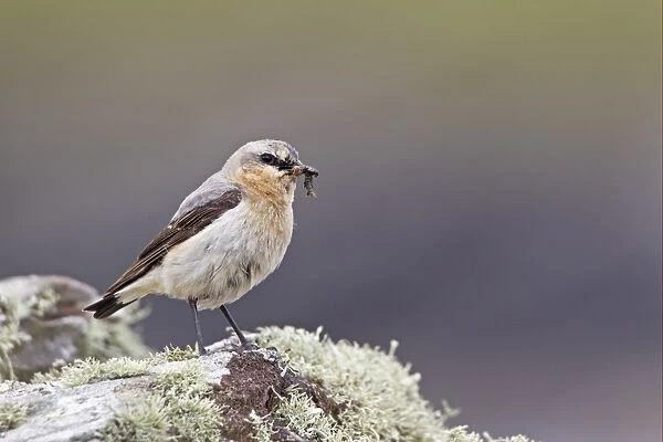 Northern Wheatear (Oenanthe oenanthe) adult male, with insects in beak, perched on lichen covered rock, Shetland Islands, Scotland, june