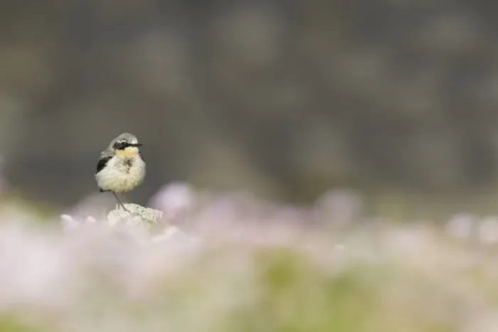 Framed Print : Northern Wheatear (Oenanthe oenanthe) adult male, summer plumage, standing on rock amongst Thrift (Armeria maritima)