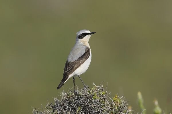 Northern Wheatear (Oenanthe oenanthe) adult male, summer plumage, perched on bush, Lemnos, Greece, April