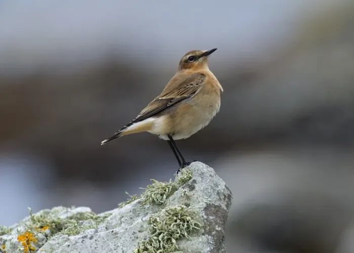 Framed Print : Northern Wheatear (Oenanthe oenanthe) juvenile, perched on rock, Islay Sound, Islay, Inner Hebrides, Scotland, september Framed Print : Northern Wheatear (Oenanthe oenanthe) juvenile, perched on rock, Islay Sound, Islay, Inner Hebrides, Scotland, september
