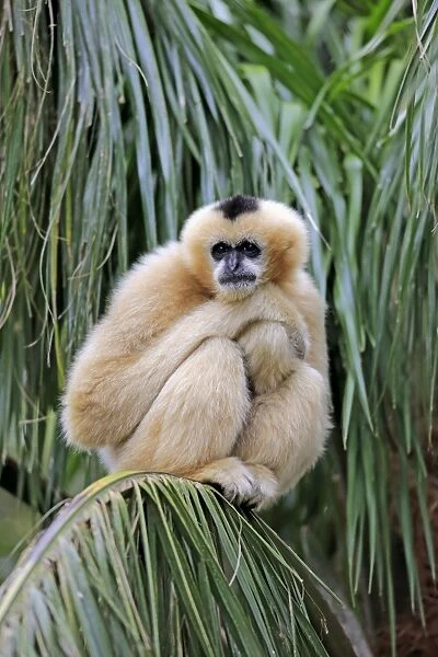 Northern White-cheeked Gibbon (Nomascus leucogenys) adult female, sitting on palm frond (captive)