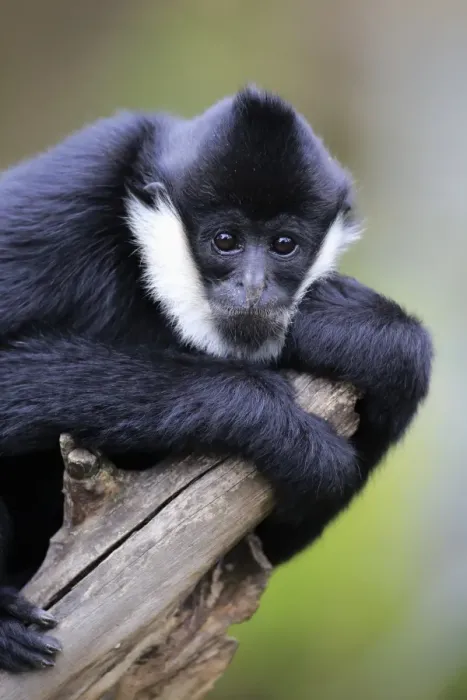 Framed Print : Northern White-cheeked Gibbon (Nomascus leucogenys) subadult male, resting on branch (captive) Framed Print : Northern White-cheeked Gibbon (Nomascus leucogenys) subadult male, resting on branch (captive)