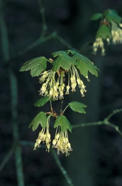 Norway Maple (Acer platanoides) Flowering tip