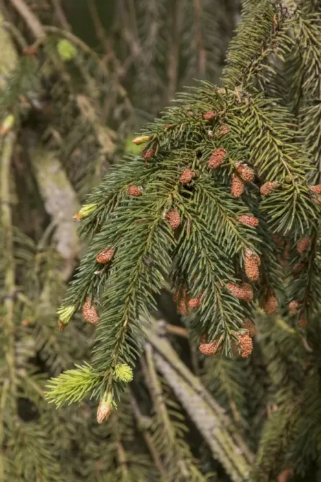 Framed Print : Norway Spruce leaf and buds Framed Print : Norway Spruce leaf and buds