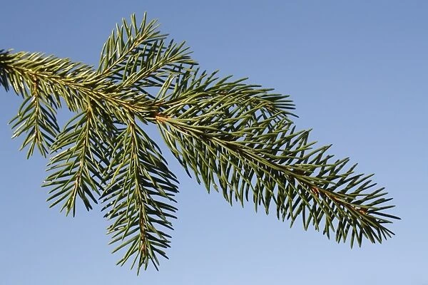 Norway Spruce (Picea abies) close-up of leaves, commercially grown christmas tree, Suffolk, England, January