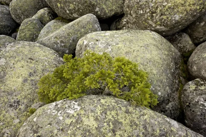 Framed Print : Norway Spruce (Picea abies) dwarfed habit, growing amongst granite boulders in stone run Framed Print : Norway Spruce (Picea abies) dwarfed habit, growing amongst granite boulders in stone run