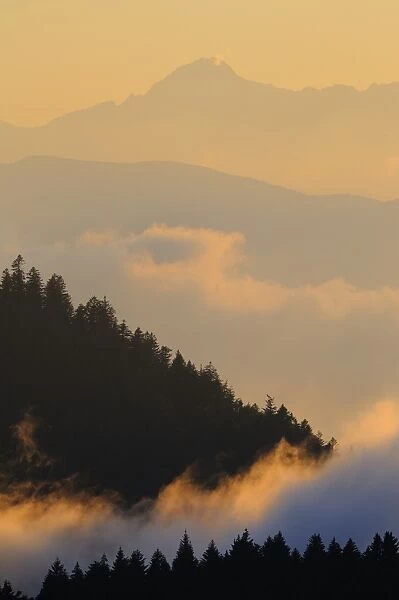 Norway Spruce (Picea abies) mountain forest habitat, in low cloud after rainfall at sunset, Dolomites, Italian Alps