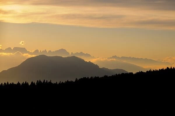 Norway Spruce (Picea abies) mountain forest habitat, silhouetted at sunset, Brenta Massif, Dolomites, Italian Alps