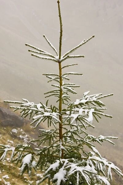 Norway Spruce (Picea abies) needles covered with light snow and frost, high in mountains, Fagaras Mountains