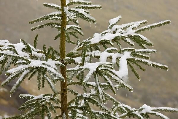 Norway Spruce (Picea abies) needles covered with light snow and frost, high in mountains, Fagaras Mountains