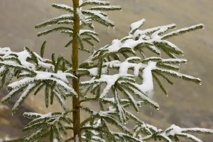 Framed Print : Norway Spruce (Picea abies) needles covered with light snow and frost, high in mountains, Fagaras Mountains Framed Print : Norway Spruce (Picea abies) needles covered with light snow and frost, high in mountains, Fagaras Mountains