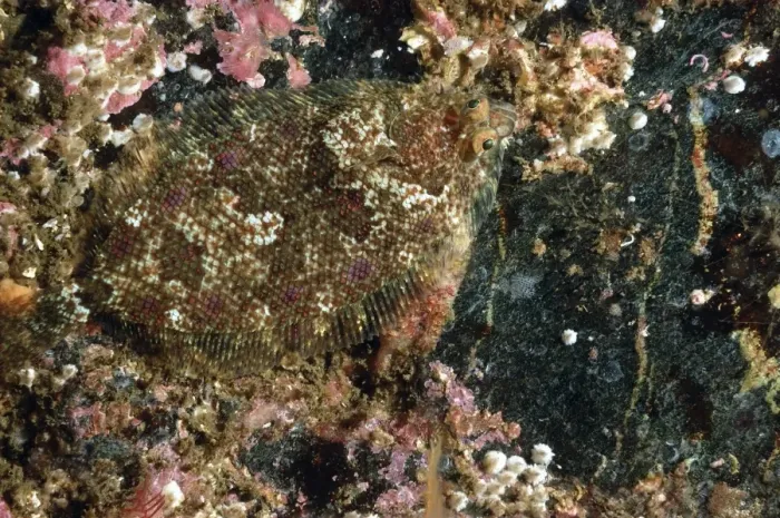 Framed Print : Norwegian Topknot (Phrynorhombus norvegicus) adult, camouflaged in sea loch, Loch Carron, Ross and Cromarty, Highlands Framed Print : Norwegian Topknot (Phrynorhombus norvegicus) adult, camouflaged in sea loch, Loch Carron, Ross and Cromarty, Highlands