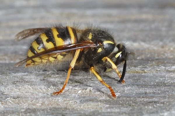 Norwegian Wasp (Dolichovespula norwegica) adult worker, collecting wood pulp for nest building material, Powys, Wales, april
