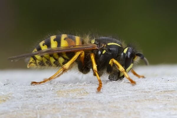 Norwegian Wasp (Dolichovespula norwegica) adult worker, collecting wood pulp from garden gate for nest building