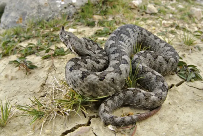 Framed Print : Nose-horned Viper (Vipera ammodytes) adult male, on cracked soil, Croatia