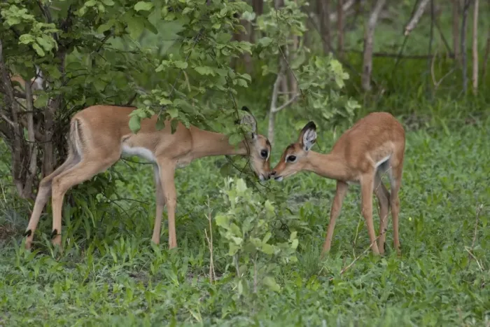 Framed Print : Nose to nose two young Impalas meet - Botswana Framed Print : Nose to nose two young Impalas meet - Botswana