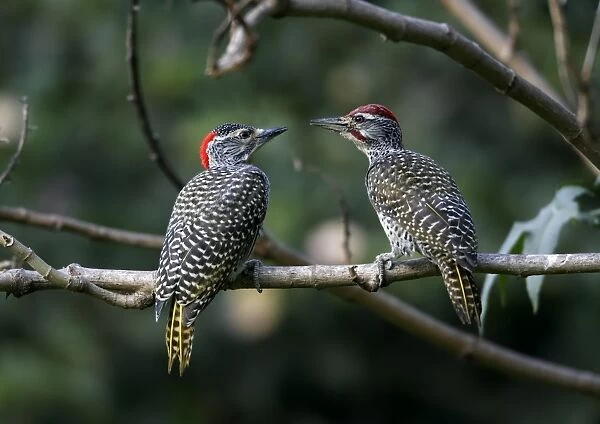 Nubian Woodpecker (Campethera nubica) adult pair, perched on branch, near Awassa, Great Rift Valley, Ethiopia