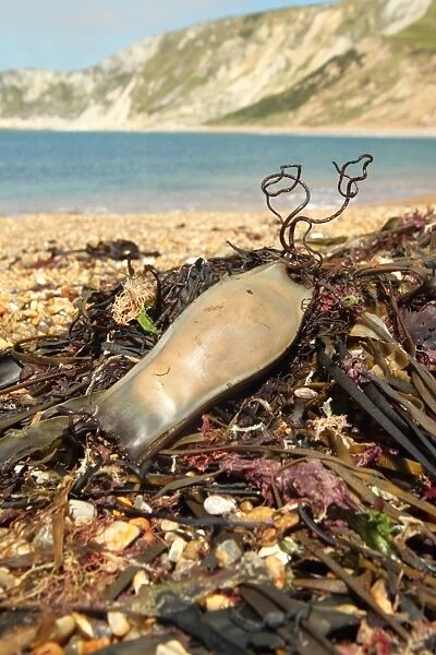 Nursehound (Scyliorhinus stellaris) Mermaids Purse eggcase, washed up on strandline, Worbarrow Bay, Isle of Purbeck