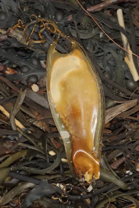 Framed Print : Nursehound (Scyliorhinus stellaris) Mermaid's Purse eggcase, washed up on beach strandline, Bude, Cornwall, England, january