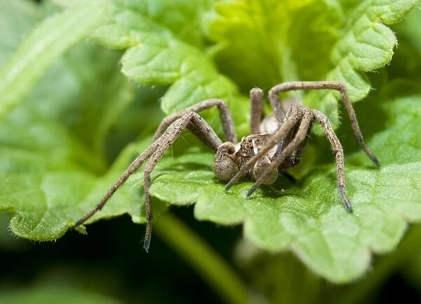 Nursery-web Spider (Pisaura mirabilis) adult male, resting on leaf, Attenborough Nature Reserve, Attenborough