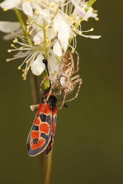 Nursery-web Spider (Pisaura mirabilis) adult, feeding on Auspicious Burnet Moth (Zygaena fausta) prey