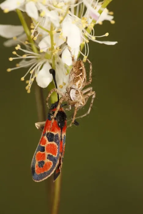 Framed Print : Nursery-web Spider (Pisaura mirabilis) adult, feeding on Auspicious Burnet Moth (Zygaena fausta) prey Framed Print : Nursery-web Spider (Pisaura mirabilis) adult, feeding on Auspicious Burnet Moth (Zygaena fausta) prey