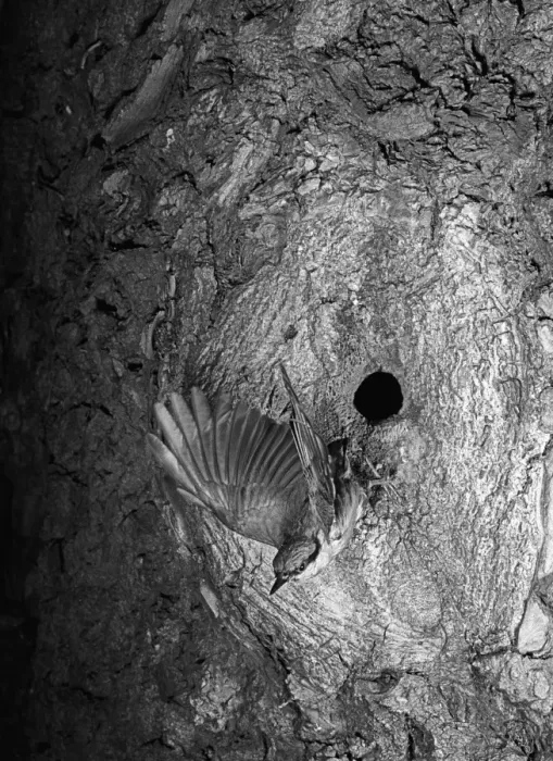 Framed Print : Nuthatch flying from nest. Mistley Essex. Taken by Eric Hosking in 1949 Framed Print : Nuthatch flying from nest. Mistley Essex. Taken by Eric Hosking in 1949