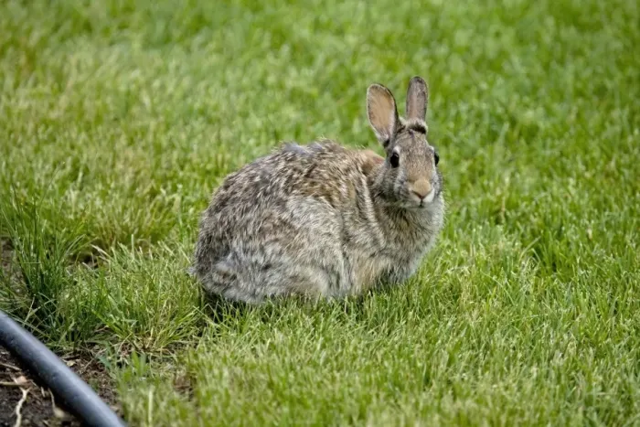Framed Print : Nuttalls Cottontail (Sylvilagus nuttallii) adult, sitting on garden lawn, North Dakota, U. S. A. June