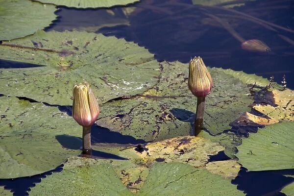 Nymphaea lotus, the white water lily, or white lotus which has night-blooming white or cream flowers