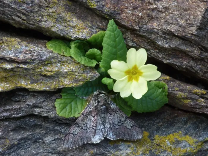 Framed Print : Oak Beauty (Biston strataria) adult male, roosting on Common Primrose (Primula vulgaris) growing on drystone wall Framed Print : Oak Beauty (Biston strataria) adult male, roosting on Common Primrose (Primula vulgaris) growing on drystone wall