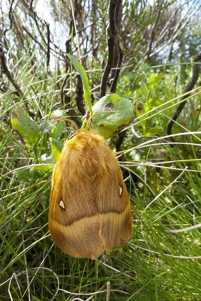 Oak Eggar Moth (Lasiocampa quercus) adult female, resting on bilberry, Powys, Wales, August