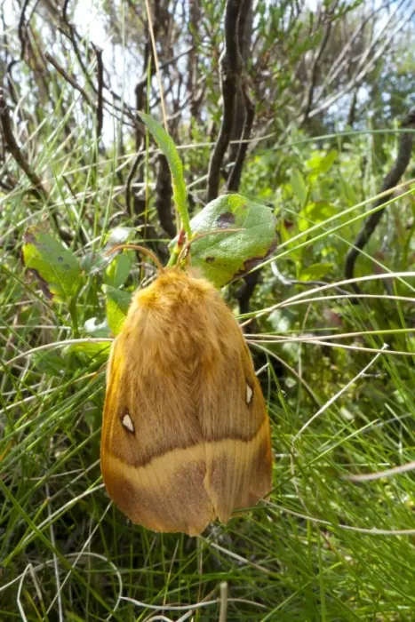 Framed Print : Oak Eggar Moth (Lasiocampa quercus) adult female, resting on bilberry, Powys, Wales, August Framed Print : Oak Eggar Moth (Lasiocampa quercus) adult female, resting on bilberry, Powys, Wales, August