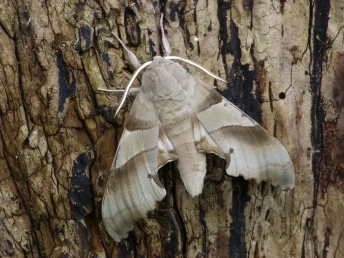 Framed Print : Oak Hawkmoth (Marumba quercus) adult male, resting on tree stump, Corsica, France, April Framed Print : Oak Hawkmoth (Marumba quercus) adult male, resting on tree stump, Corsica, France, April