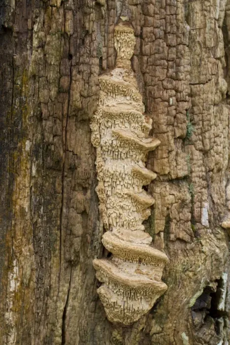 Framed Print : Oak Mazegill (Daedalea quercina) fruiting bodies, growing on oak gatepost, Powys, Wales, February Framed Print : Oak Mazegill (Daedalea quercina) fruiting bodies, growing on oak gatepost, Powys, Wales, February