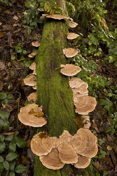 Oak Mazegill (Daedalea quercina) fruiting bodies, growing on oak log in woodland, Exmoor N. P. Devon, England, November
