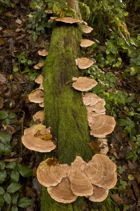 Framed Print : Oak Mazegill (Daedalea quercina) fruiting bodies, growing on oak log in woodland, Exmoor N. P. Devon, England, November