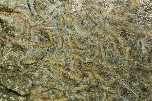 Oak Processionary Moth (Thaumetopoea processionea) caterpillars, in communal silk tent on oak tree, Dolomites