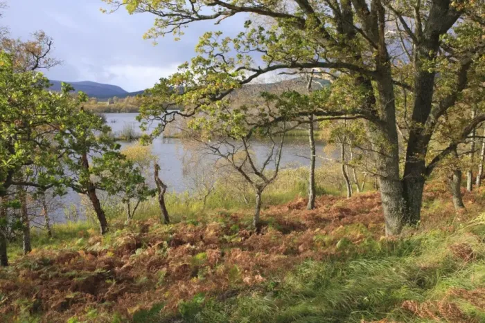 Framed Print : Oak (Quercus sp. ) woodland habitat beside freshwater loch, Loch Kinord, Muir of Dinnet National Nature Reserve