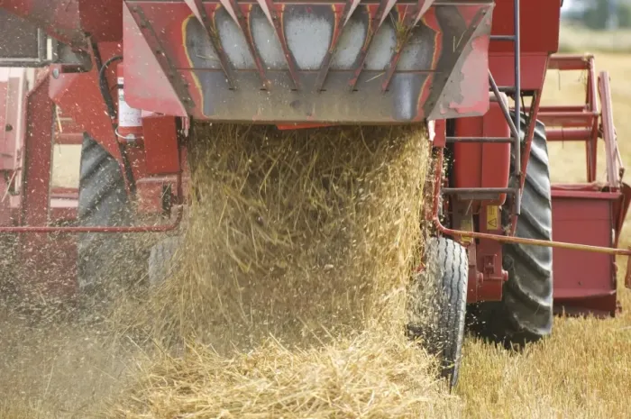 Framed Print : Oat (Avena sativa) crop, harvesting field, close-up of combine harvester discharging straw waste, Sweden Framed Print : Oat (Avena sativa) crop, harvesting field, close-up of combine harvester discharging straw waste, Sweden