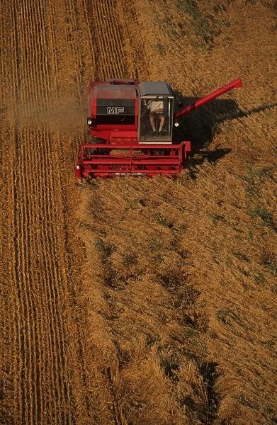 Oat (Avena sativa) crop, Massey Ferguson combine harvester at work, Sweden