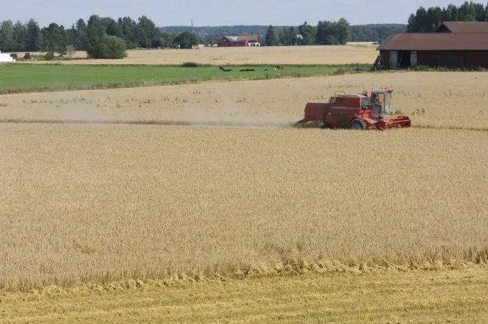 Framed Print : Oat (Avena sativa) crop, Massey Ferguson combine harvester harvesting field, cattle herd in next field, Sweden Framed Print : Oat (Avena sativa) crop, Massey Ferguson combine harvester harvesting field, cattle herd in next field, Sweden