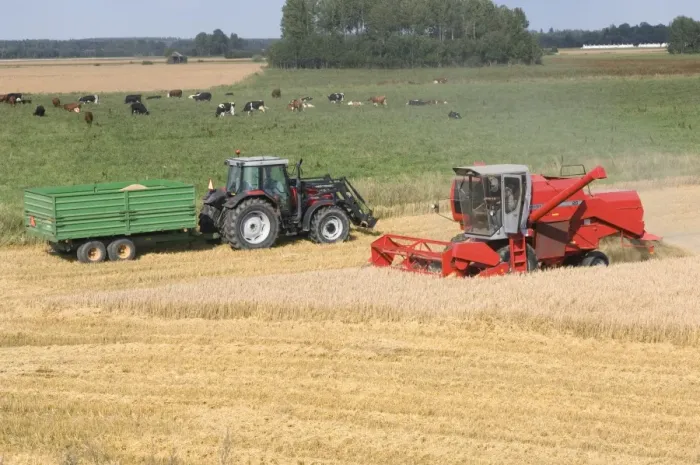 Framed Print : Oat (Avena sativa) crop, Massey Ferguson combine harvester harvesting field beside tractor and trailer Framed Print : Oat (Avena sativa) crop, Massey Ferguson combine harvester harvesting field beside tractor and trailer