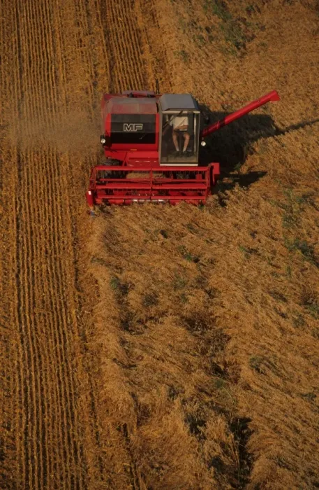 Framed Print : Oat (Avena sativa) crop, Massey Ferguson combine harvester at work, Sweden Framed Print : Oat (Avena sativa) crop, Massey Ferguson combine harvester at work, Sweden
