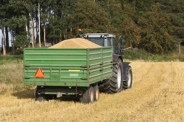 Oat (Avena sativa) crop, tractor with trailer full of harvested grain, in stubble field, Sweden